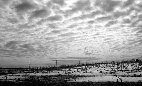 Cranbury Road Cornfield