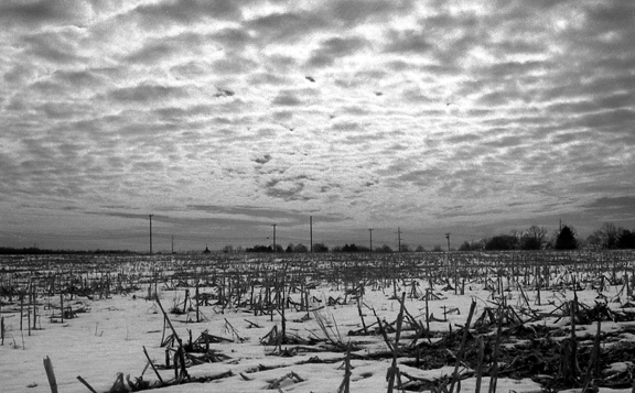 Cranbury Road Cornfield