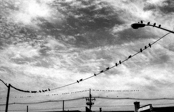 birds on a wire