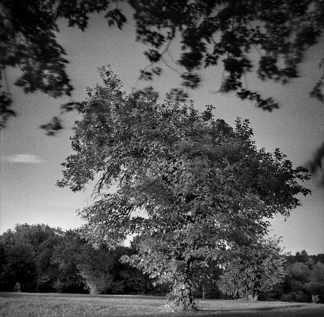 Crab Apple Tree