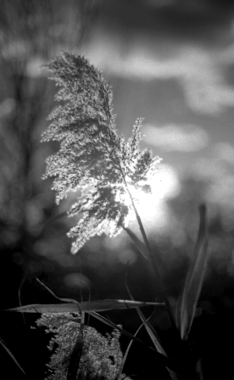 meadow grass